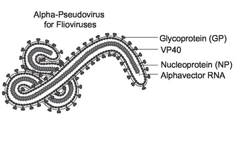 Alpha Pseudoviruses For Filoviruses