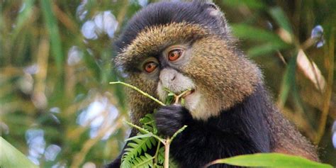 Where To See Primates In Uganda Uganda Safaris Tours