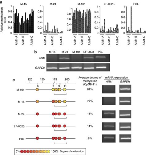 AIM1 Absent In Melanoma 1 Promoter Methylation And Gene Expression