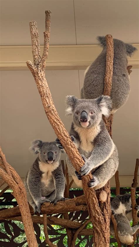 Two Koalas Sitting On Top Of Branches In A Tree