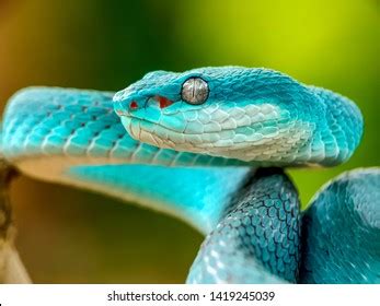 862 Blue pit viper Images, Stock Photos & Vectors | Shutterstock