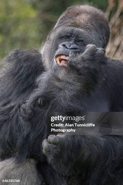 Funny Gorilla Smiling