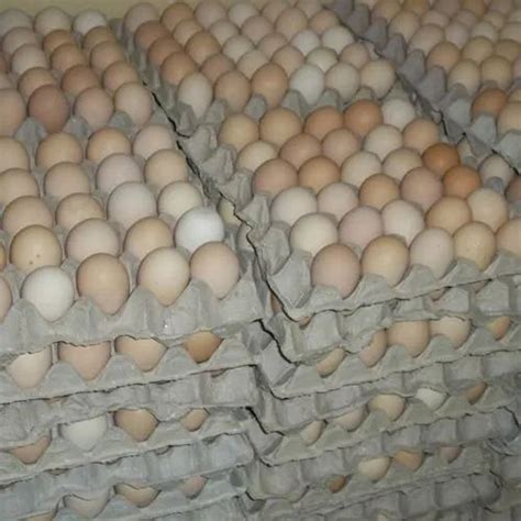 Cobb Hatching Eggs At Best Price In Coimbatore By Kasthuri Breeding