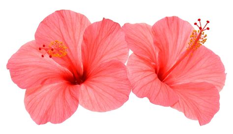 What Is The Economic Importance Of Hibiscus Flower Best Flower Site