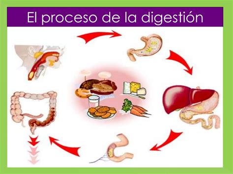 Proceso De La Digesti N Ppt