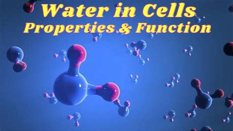 Biological Significance Of Water Molecule YouTube