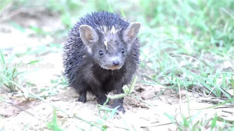 Indian Hedgehog - Animal | Profile | Facts | Traits | Protein | Habitat ...