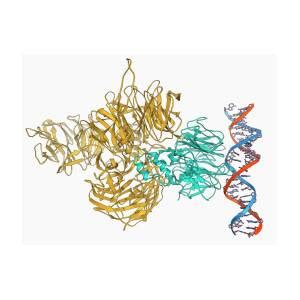 Uv Damaged Dna Binding Protein And Dna Photograph By Laguna Design