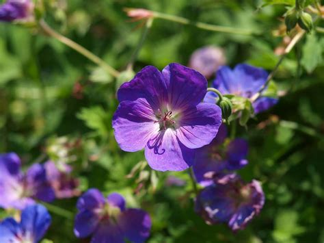 Cranesbill P Rpura Flor Floraci N Gran Geranio Invernadero De