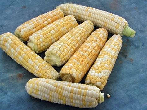 Double Standard Sweet Corn Seeds Non-GMO Naturally Grown | Etsy