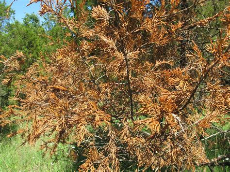 Blue Jay Barrens Dead Cedars