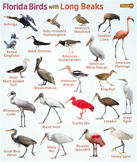 Florida Birds with Long Beaks – Facts, List, Pictures