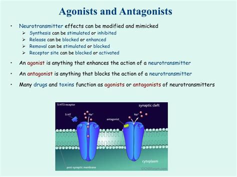 Ppt The Synaptic End Bulb Powerpoint Presentation Id