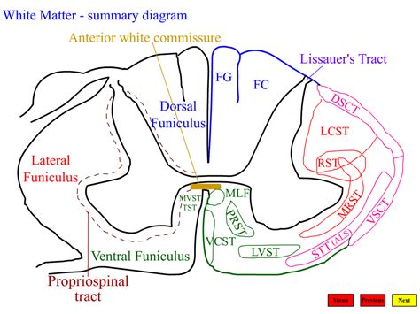 Lateral Funiculus