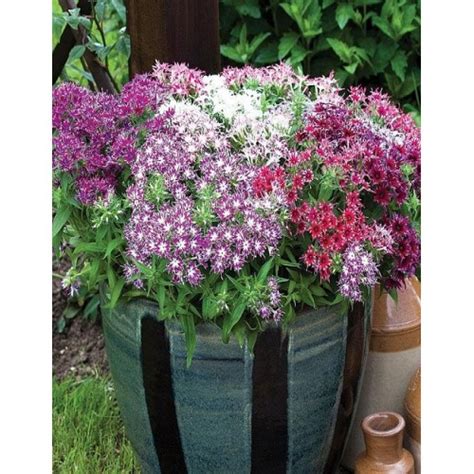 Купить Флокс друммонди Звездный дождь 0,1 гр - SPirk.ru