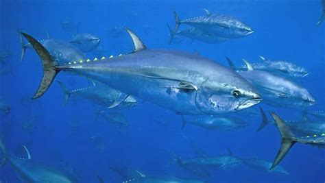 Atlantic Bluefin Tuna A Giant Among Fish