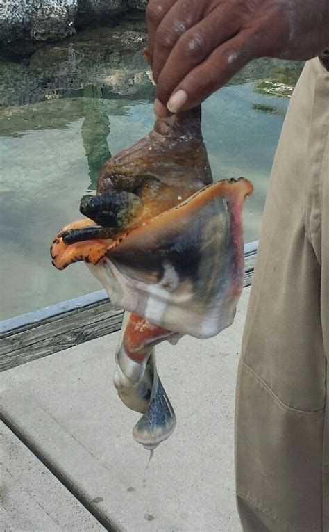 Conch Fresh From It S Shell Caught In Bimini Bahamas Vacation