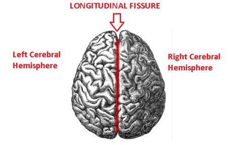 Solved In The Cerebral Cortex The Division Marked By The