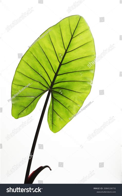 Black Stem Elephant Ear Plant Alocasia Stock Photo