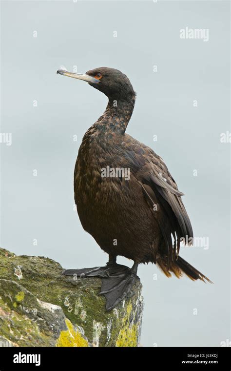 Red Faced Cormorant Phalacrocorax Urile Stock Photo Alamy