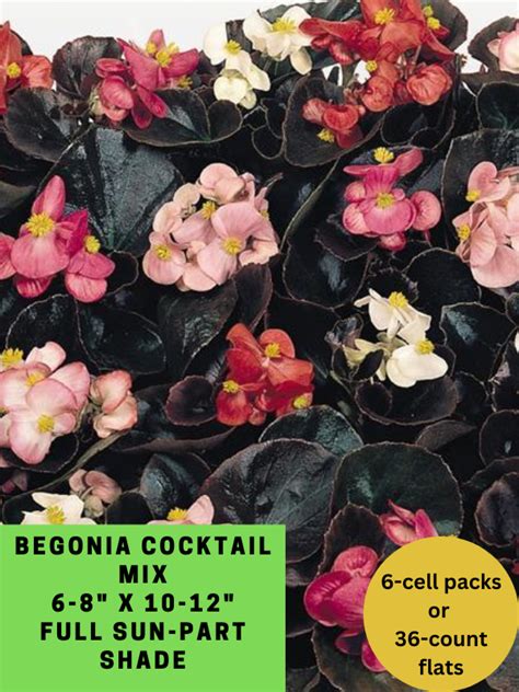 Begonia Varieties | We Grow Dreams