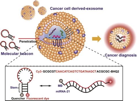 In Situ Single Step Detection Of Exosome Microrna Using Molecular