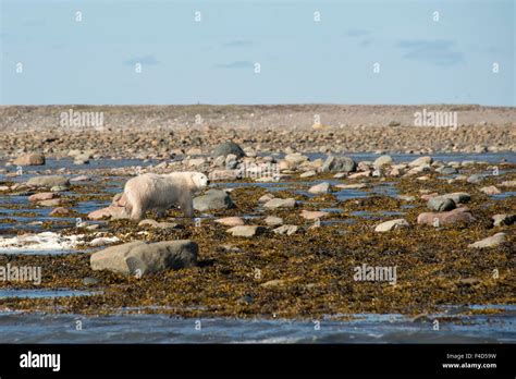 Canada Nunavut Western Shore Of Hudson Bay Kivalliq Region Arviat