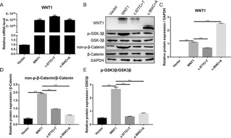 The Role Of WNT1 Mutant Variant WNT1c 677C T In Osteogenesis