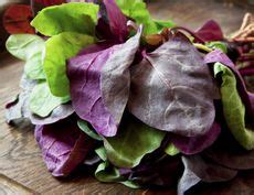 Orach Mountain Spinach - Information On Orach Plant Harvesting | Gardening Know How