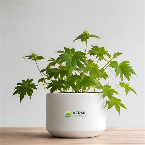 Buy Goldenseal Plant online at low price- Vermi Organics