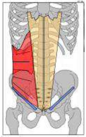 6 3 Muscle Transverse De L Abdomen Cartes Quizlet