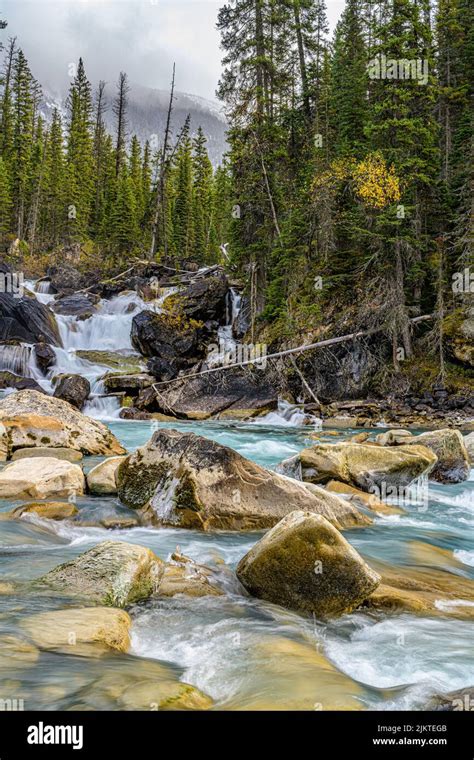 A Vertical Shot Of The River With Rocks Surrounded By Pine Trees