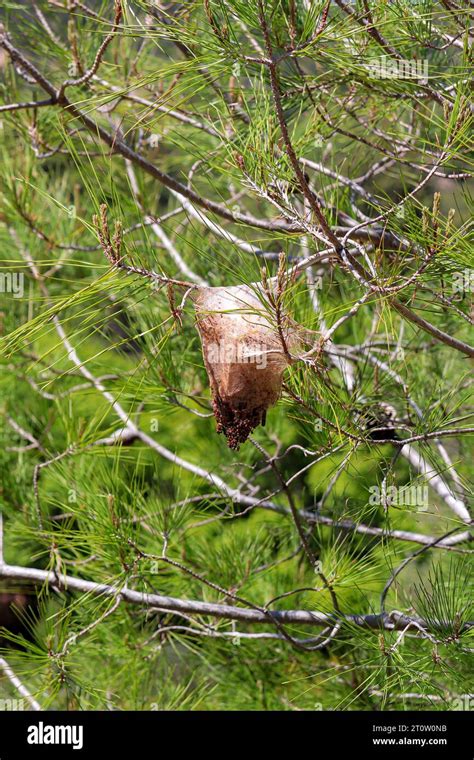 Black And White Gulf Fritillary Passion Butterfly Cocoon Nest Hanging