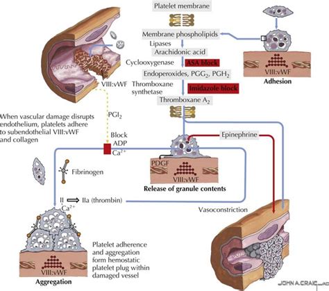 Platelet Disorders | Obgyn Key