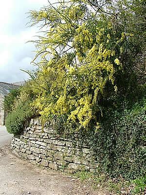 acacia pravissima agm  rare  unusual plants
