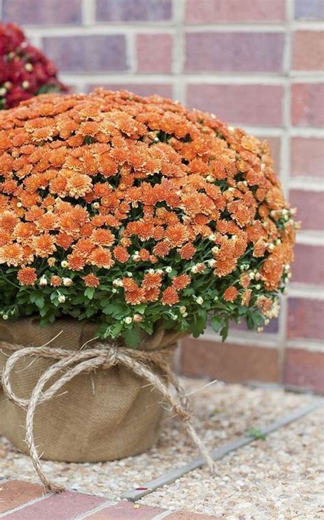 47 Fall Backyard Wedding Ideas That Inspire Fall Mums Rustic