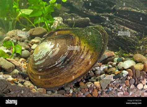 Mussel Fotos Und Bildmaterial In Hoher Aufl Sung Alamy