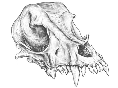 Amazing dog skull drawing. by Rodríguez Ars on Dribbble