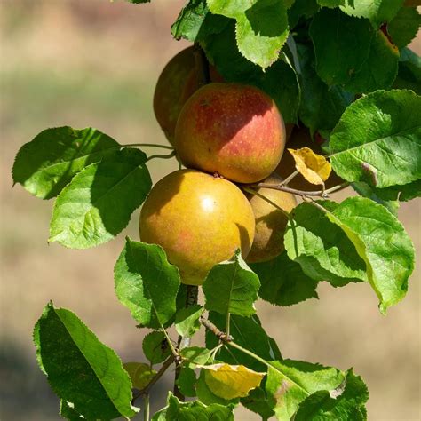 Pommier Colonnaire Cheverny Delcolin Malus Domestica Pommes Jaune