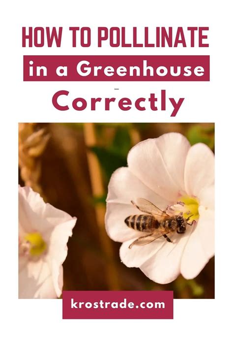 How To Pollinate In A Greenhouse Correctly Pollination Greenhouse