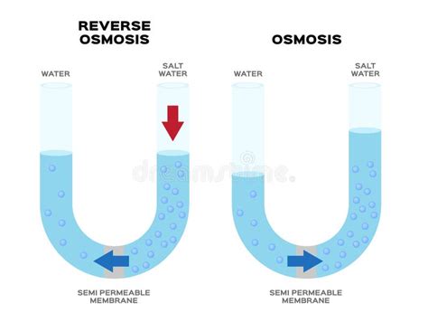 Osmosis Reverse Vector Illustration Explained Process With Solution