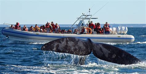 Cu L Es El Mejor Momento Del A O Para El Avistaje De Ballenas En La