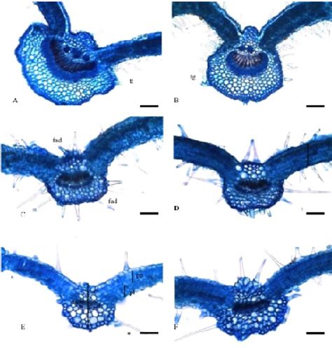 Photomicrographs Of Cross Sections Of The Leaf Structure Of The Carvone Download Scientific