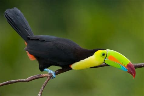 Toucan Species | Toucanets Species Information | Biolife.Earth