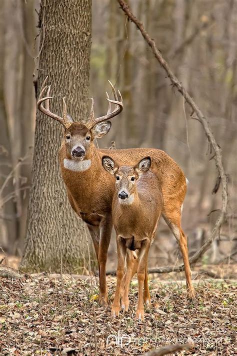 Two Deer Standing Next To Each Other In The Woods