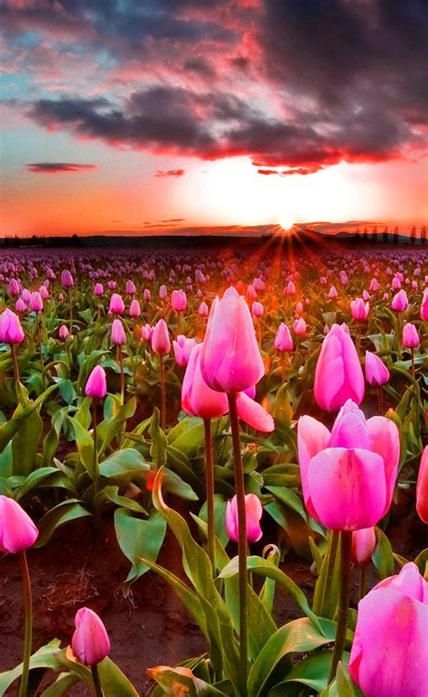 Hermosos Fondos De Pantalla De Flores De Tulipán