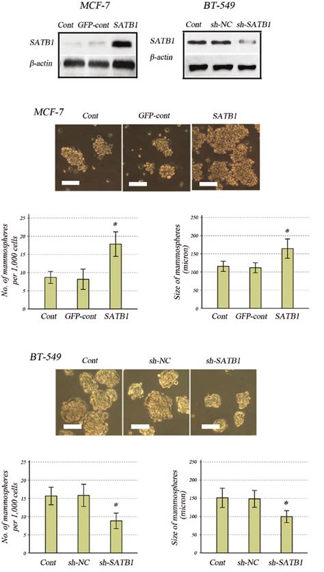 Effects Of Satb1 Expression On Mammosphere Formation In Human Breast