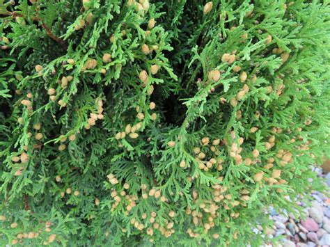 Hetz Midget Arborvitae Plant Something Montana