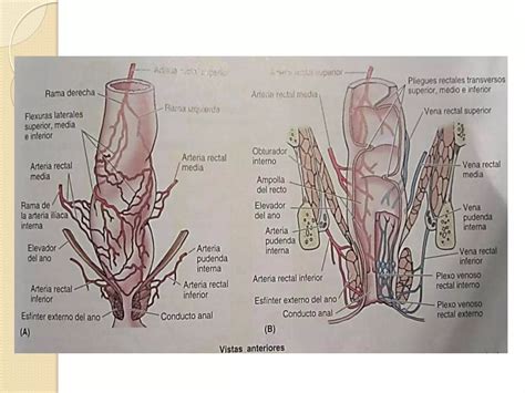 Estructuras Vasculonerviosas Y Visceras De La Pelvis Ppt