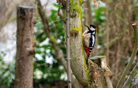 Bird Woodpecker Tree Free Photo On Pixabay